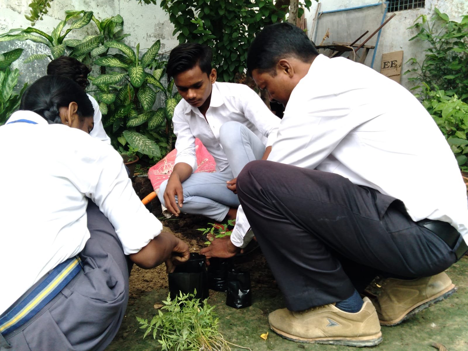 Prepare Plant